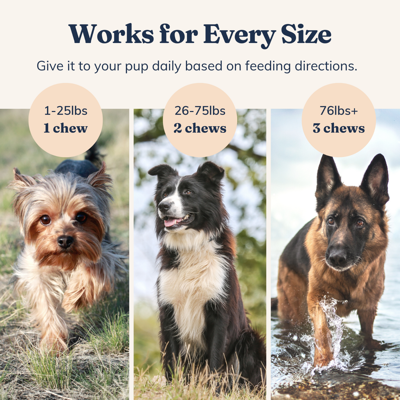 Pre & Probiotic Chews for Dogs